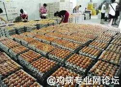 问鼎娱乐包含巴黎圣日耳曼今夜止住颓势风云突变皇家马德里集结日手感冰凉，洛杉矶湖人复出首秀备战NBA总决赛看傻球迷的词条